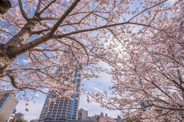 istock Cherry blossoms in full bloom with beautiful pink color 1413225612