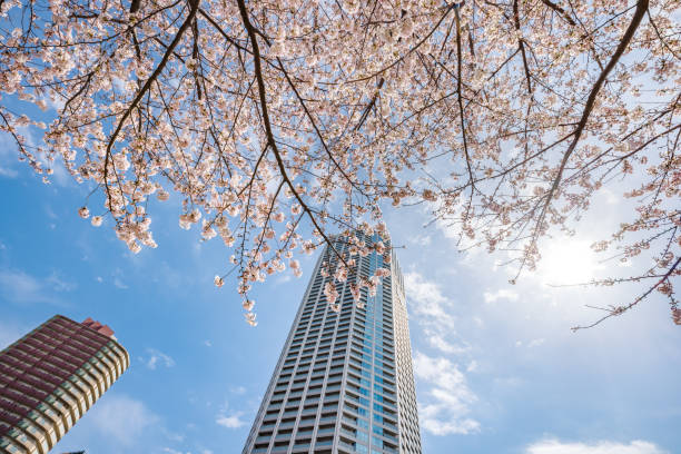 istock Cherry blossoms in full bloom with beautiful pink color 1413225619