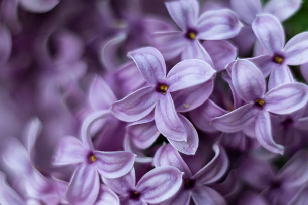 istock blooms of spray lilac with magnification 1413226706