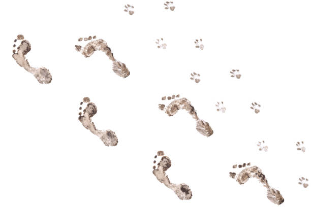 istock Human and dog footprints collage. 1413226722