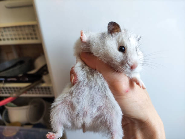 istock Gray Syrian hamster in a woman's hand 1413227024