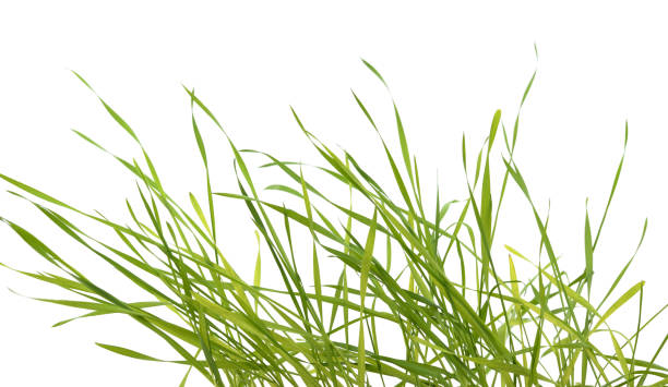 istock Green sprouts of green wheat. 1413227060