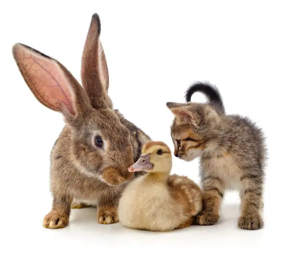 Photo of Rabbit, kitten and duckling.