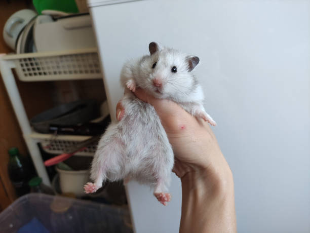 istock Gray Syrian hamster in a woman's hand 1413227103