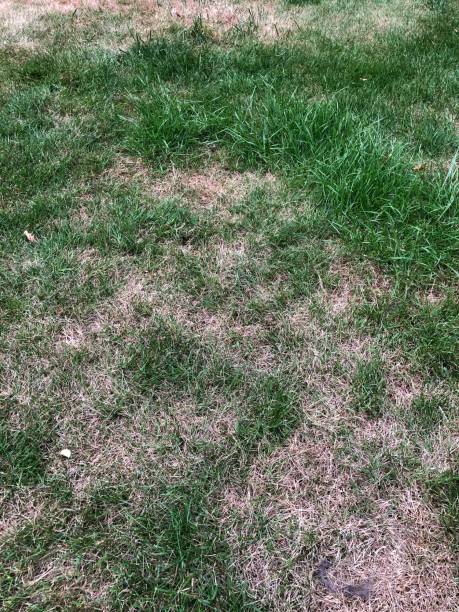 istock Drought affected grass lawn in a garden in summer 1413227255