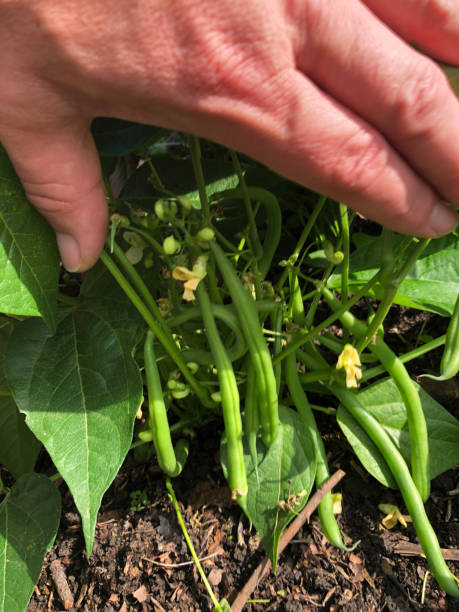 istock French Beans ready to harvest in a garden 1413227258