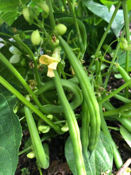 frijoles franceses listos para cosechar en un jardín - bean pod fotografías e imágenes de stock