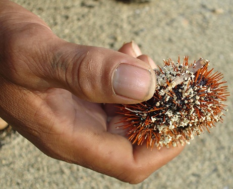 Man's hand holding a sea urchin, close up