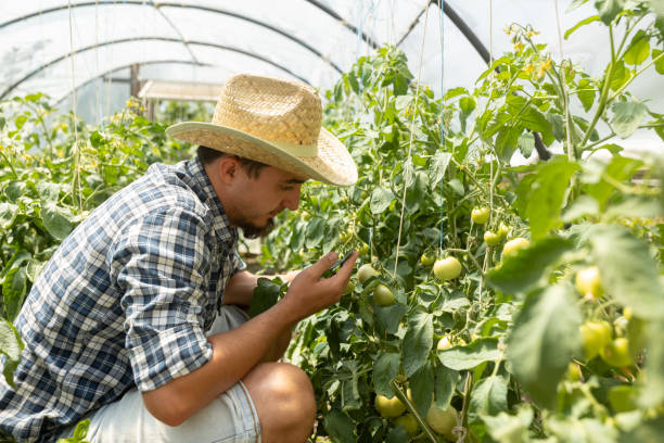 農家の男は、夏に彼の温室でトマトの進歩を調べています。 - evolution progress unripe tomato ストックフォトと画像