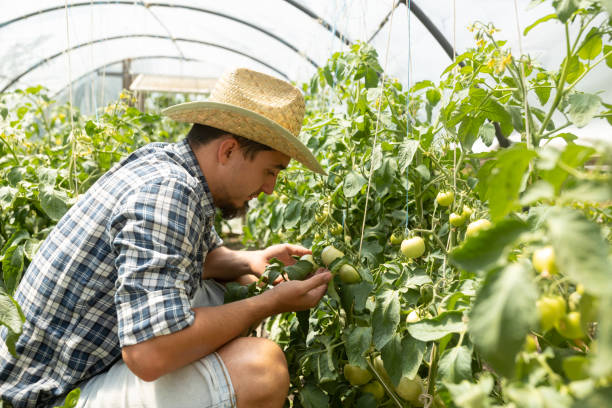 農家の男は、夏に彼の温室でトマトの進歩を調べています。 - evolution progress unripe tomato ストックフォトと画像