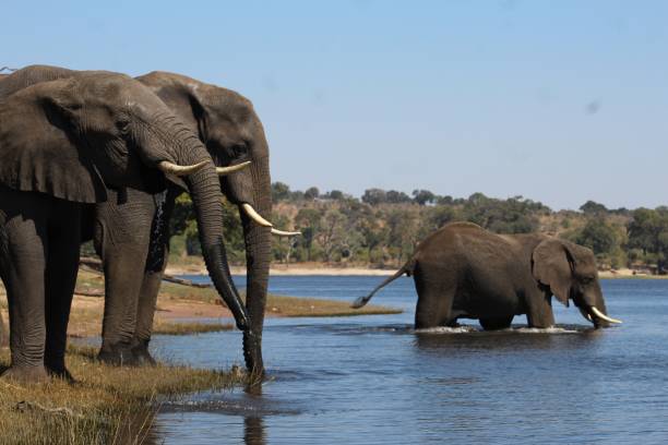 istock Elephants of Chobe National Park 1413233390