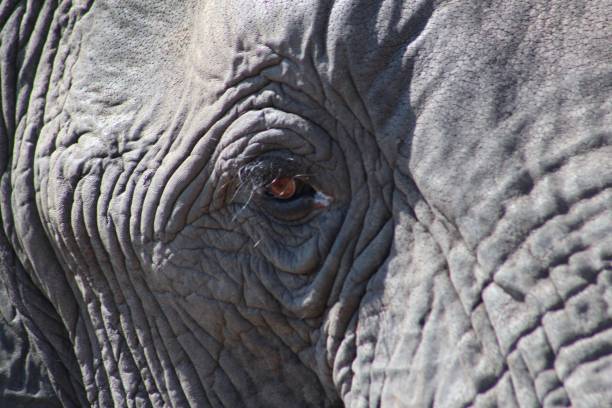 istock Elephants of Chobe National Park 1413233415