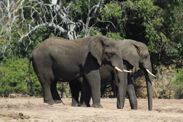 istock Elephants of Chobe National Park 1413233423