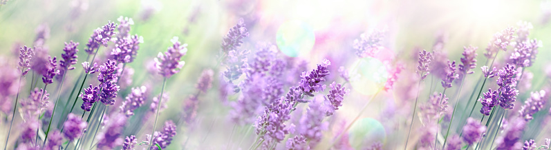Selective and soft focus on lavender flower, lavender flowers lit by sun rays