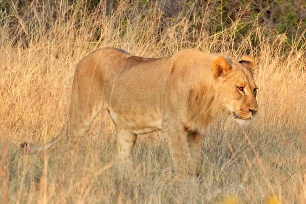 istock Male Lion Cub 1413236853