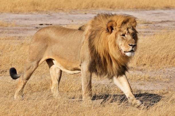 istock A Male Lion In His Prime 1413236857