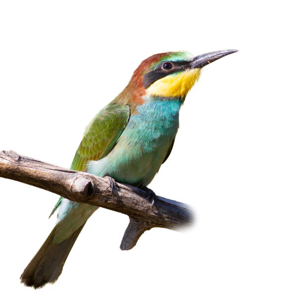 istock European bee-eater, merops apiaster. A young bird sits on a branch, isolated 1413236874