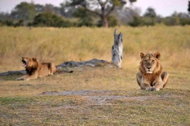 istock Two Male Lions 1413236930