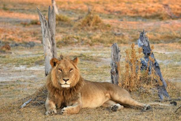 istock Male Lion Resting 1413236934