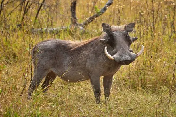 Male Warthog in Hwange National Park, Zimbabwe