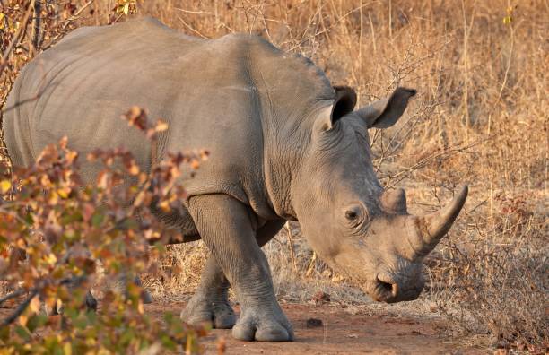 istock Endangered White Rhino in Zambia 1413242610