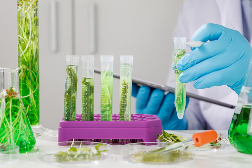 biotechnology Doctor using tablet and check with biofuel industry project, Algae research in industrial laboratories for medicine    Medical science and biotechnology.