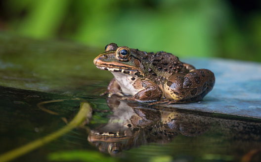 Indian bullfrog or Indus Valley bullfrog (Hoplobatrachus tigerinus) seen near a pond in Chiplun in Maharashtra
