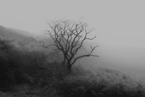 A bare tree in the Asturian mountains in cold and mist