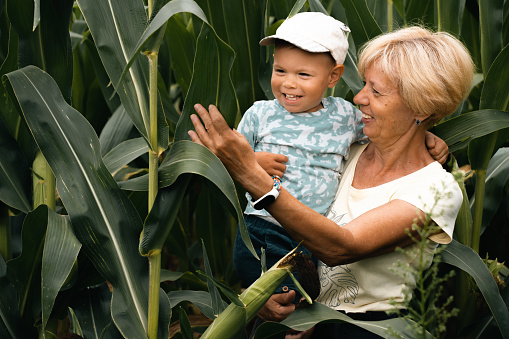 Grandmother and child outdoor laughing in corn field. Senior and boy together generation happiness vitality concept.