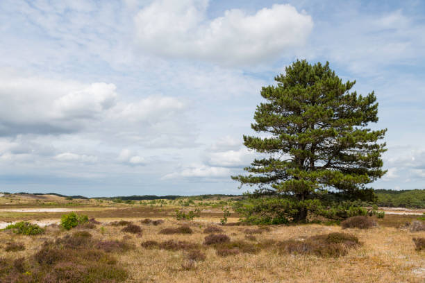 un solo árbol verde en las dunas de holanda durante el día de verano - schoorl fotografías e imágenes de stock