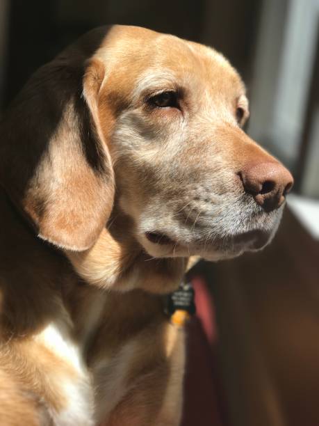 istock Contemplative Dog Looking Out the Window 1413246426