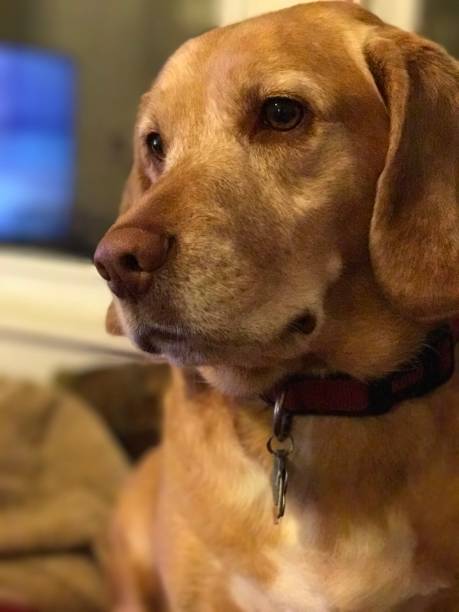 istock Beagle Lab Dog Close Up Looking to the Left 1413246429