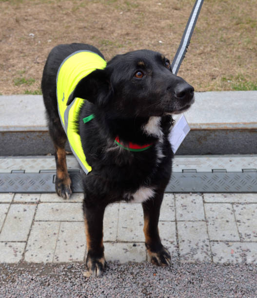 istock Black dog from shelter at an exhibition 1413247854