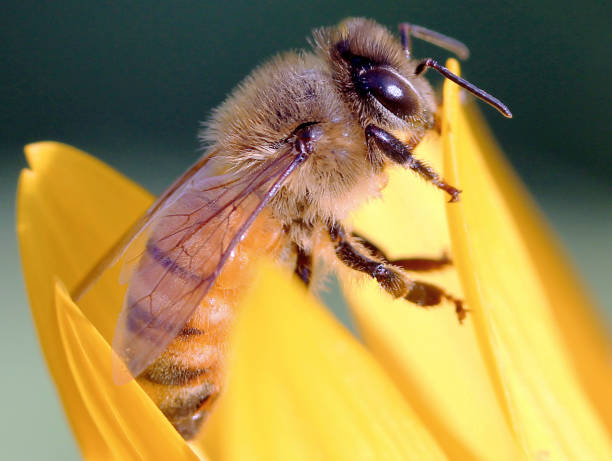 istock Hardworking honey bee resting in a sunflower 1413248173