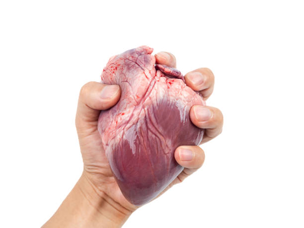 grab the heart - human artery animal artery human heart blood imagens e fotografias de stock