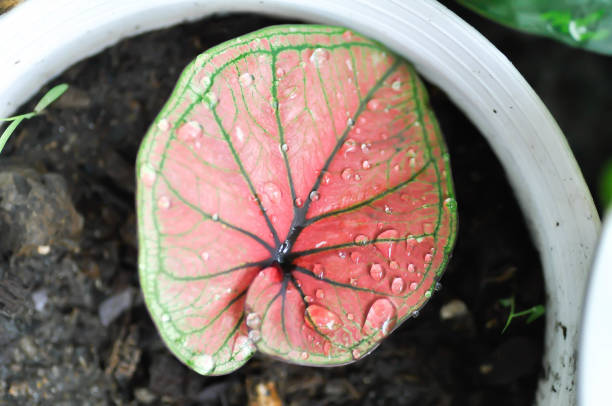Caladium, Caladium Bicolor Vent or Caladium bicolor or caladium sp mingmongkon and rain drop or dew drop