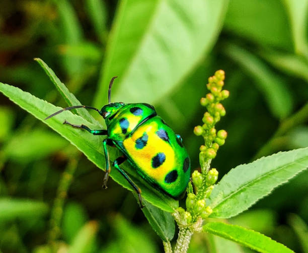 istock Green Ladybug or Coccinellidae 1413249494