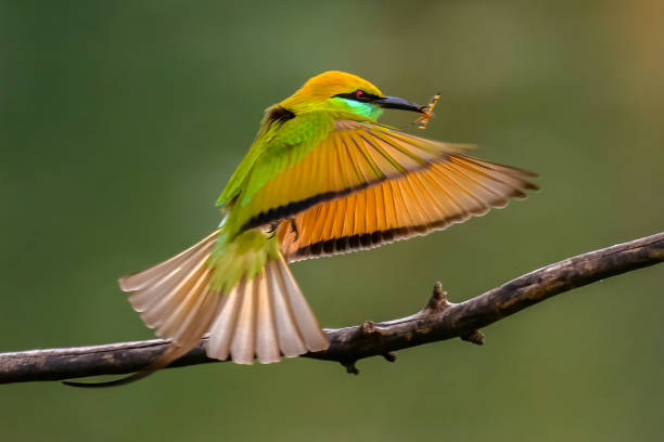 istock Asian green bee-eater (Merops orientalis), also known as little green bee-eater, and green bee-eater 1413249509