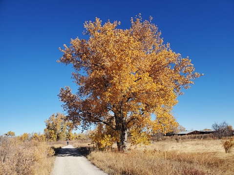 Boulder, Colorado, USA-October 29, 2021: Large yellow cottonwood along a gravel bike path with a single distant biker.