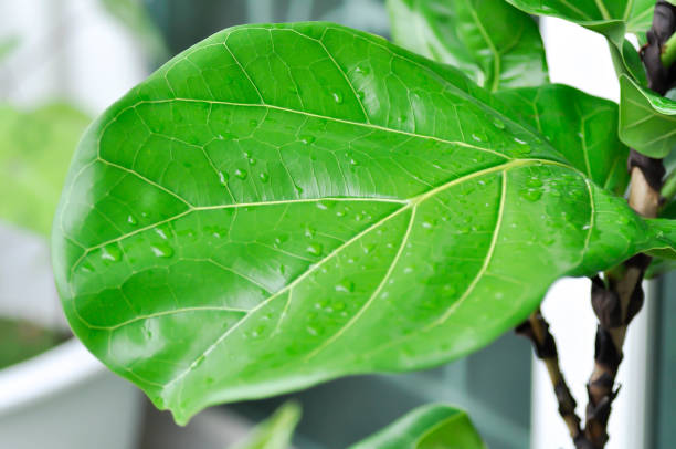 fiddle fig,Ficus lyrata or  Ficus and rain drop stock photo