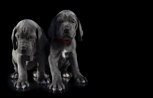 Cute Great Dane puppy purebreds that are on black with copy space