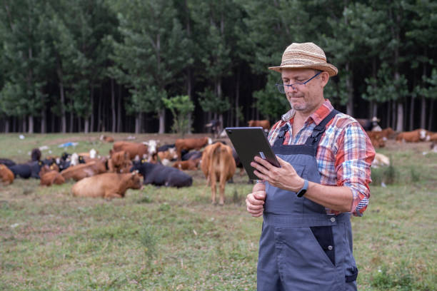 istock Eco farmer in meadow with free grazing cows in background. 1413254194