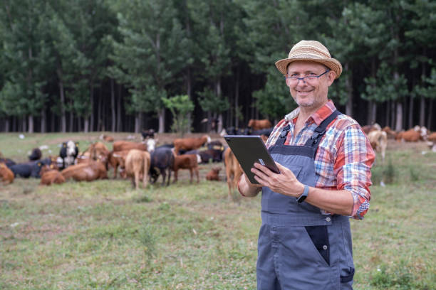 istock Eco farmer in meadow with free grazing cows in background. 1413254202