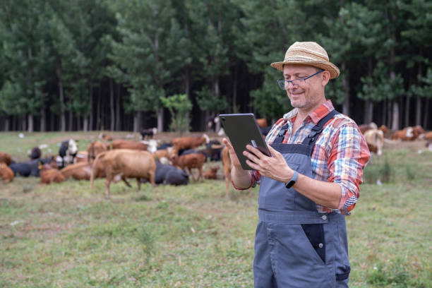 istock Eco farmer in meadow with free grazing cows in background. 1413254229
