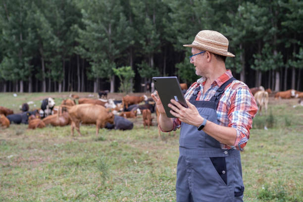 istock Eco farmer in meadow with free grazing cows in background. 1413254230