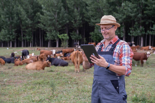 istock Eco farmer in meadow with free grazing cows in background. 1413254234