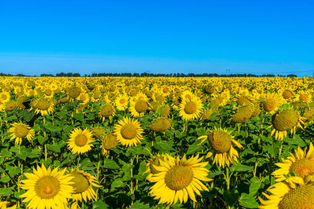 istock Beautiful blooming sunflowers field 1413254243