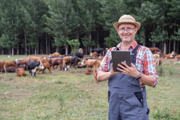istock Eco farmer in meadow with free grazing cows in background. 1413254286