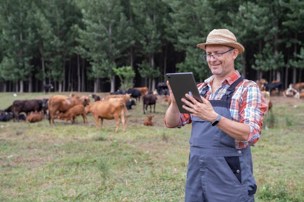 istock Eco farmer in meadow with free grazing cows in background. 1413254303
