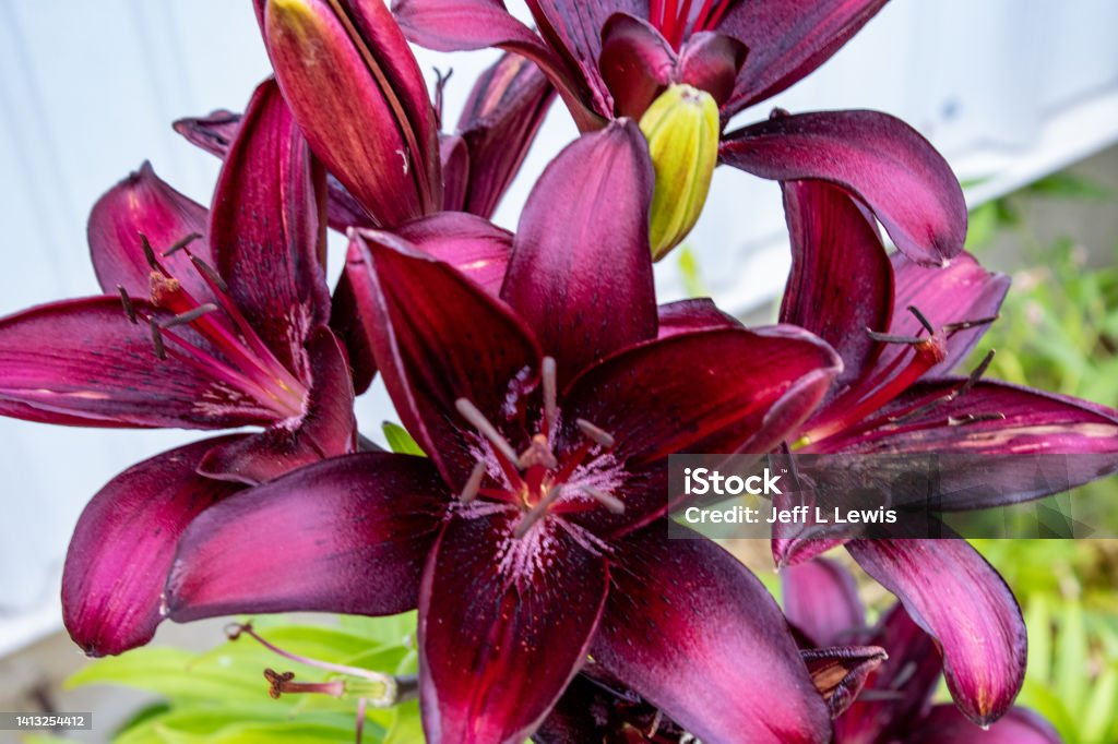 Daylilies Daylilies at the VFW Beauty In Nature Stock Photo